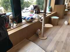 -CAT’S MEWSTAR CAFE·喵星球猫屋(晴湾咖啡店)