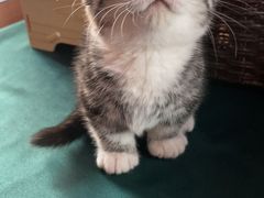 -喵zoo家庭繁育猫舍(尖东智能花园店)