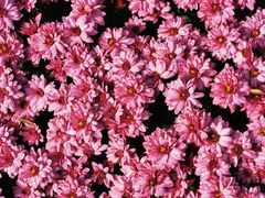 -菊花台公园