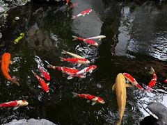 -鲤院·新中式美学·庭院餐厅(夫子庙店)