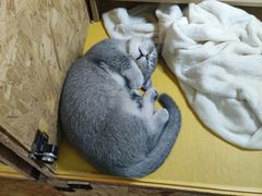 -猫儿山۰猫主题餐厅