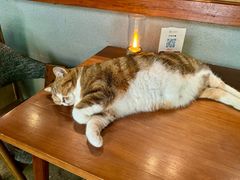 -咖法森林·咖啡  酒吧(天河店)