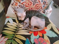 -猫色咖啡·猫咖