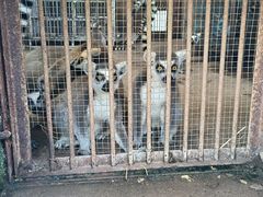 -秦皇岛野生动物园