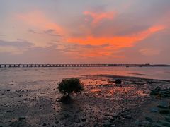 -宝安西湾红树林湿地公园