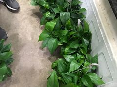 -万商花鸟市场
