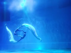 -芜湖新华联大白鲸海洋公园