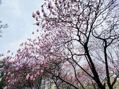 -中央公园(苏州工业园区)
