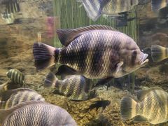 -上海海洋水族馆