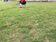 -重庆市江北嘴中央商务区中央公园