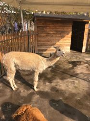 -萌宠亲子动物乐园(槐房万达店)