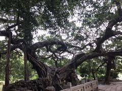 -小洲村