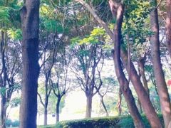 -燕鸣岛