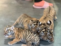 -大连森林动物园