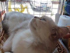 -平行世界·猫咖(首经贸店)