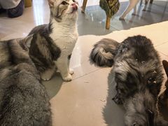 -平行世界·猫咖(首经贸店)