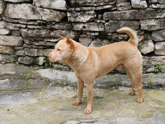 -高荡千年布依古寨旅游景区