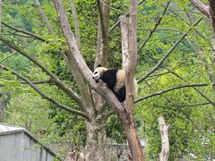 -卧龙中华大熊猫苑神树坪基地