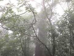 -天目山大树王景区