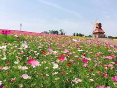 -杭州湾海上花田景区