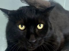 -爱洗澡的猫(望京店)