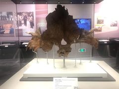 -北京周口店北京人遗址博物馆