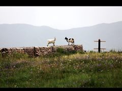-新疆那拉提国家旅游度假区