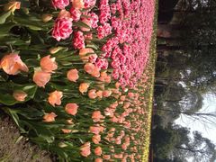 上海鲜花港-上海鲜花港