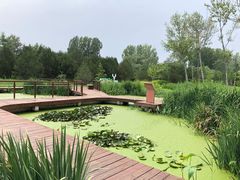 -东郊湿地公园