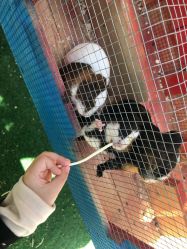 -萌宠亲子动物乐园(槐房万达店)