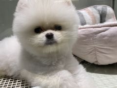 -momokira米努特·德文卷毛猫·棉花面纱犬