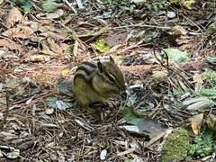 -五营红松林海景区