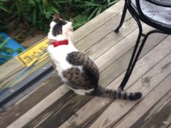 海边的猫和咖啡馆-海边的猫和咖啡馆