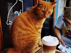 -喵屿·大理花园猫咖