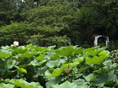 -秋霞圃