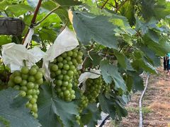 -马陆小张葡萄园农家乐