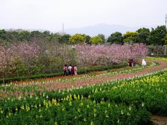-天适樱花悠乐园