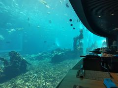 -海棠湾洲际-涛·海底餐厅·美人鱼·自助餐·海底隧道