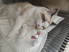 -宠福鑫康馨动物医院·骨科·眼科