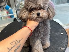 -爱宠屋pet shop·宠物洗澡·宠物美容