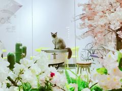 -70cat德文卷毛猫·缅因猫纯种猫舍