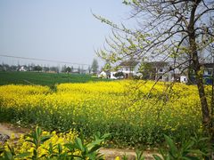 -南湖湿地公园