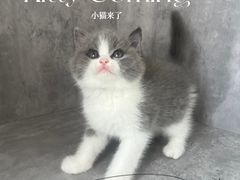 -小猫来了·猫舍(红山六九七九店)