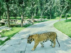 -北京野生动物园
