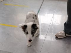 -pd派德宠物中心医院24H急重症·眼科中心·血液透析中心(嵩山北路店)