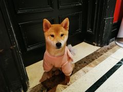 -猫色咖啡·猫咖