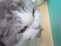 -瑞派动物医院·猫专科·至诚(江南中分院)