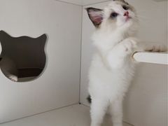 -东方名猫馆·英短金渐层布偶猫舍(环线广场1号楼店)