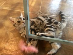 -共舞时光猫咖·狗咖(新街口店)