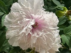 -洛阳市隋唐城遗址植物园